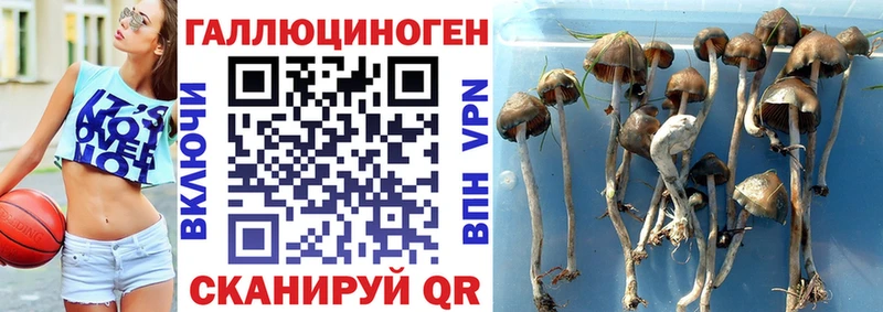 как найти наркотики  Новошахтинск  Псилоцибиновые грибы Psilocybine cubensis 